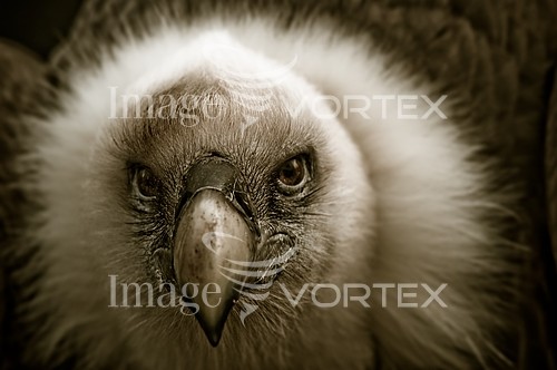 Bird royalty free stock image #213297234