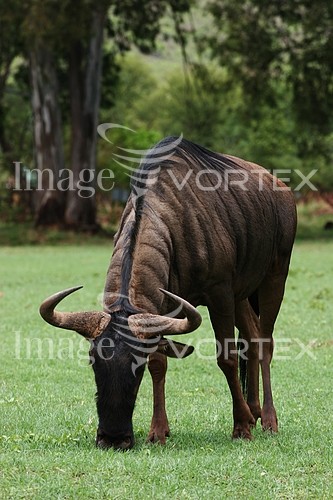 Animal / wildlife royalty free stock image #214882347