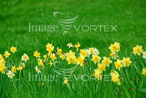 Flower royalty free stock image #214607085