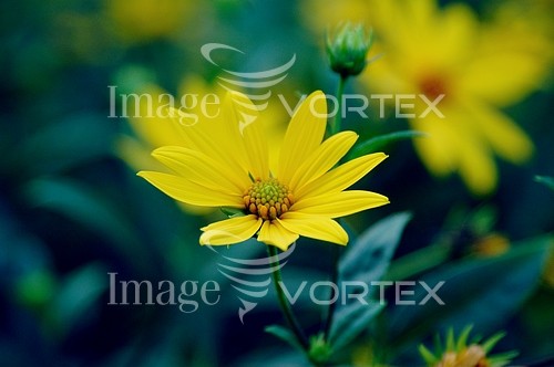 Flower royalty free stock image #214499735