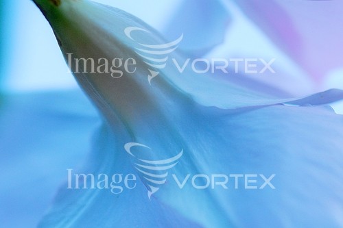 Flower royalty free stock image #214568174