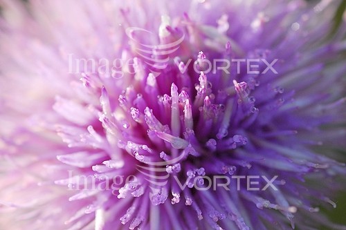 Flower royalty free stock image #214553301