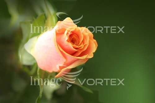 Flower royalty free stock image #214044714