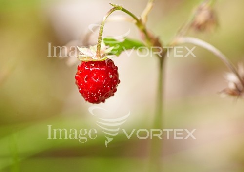 Food / drink royalty free stock image #214704892