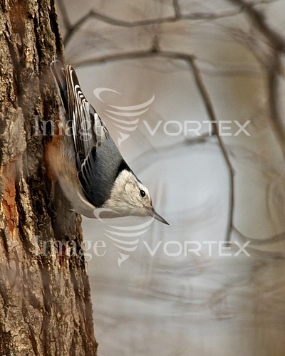 Bird royalty free stock image #215562942