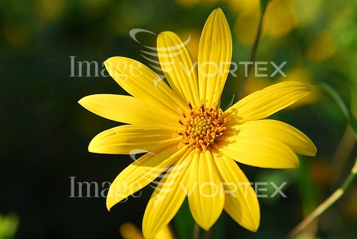 Flower royalty free stock image #215068391