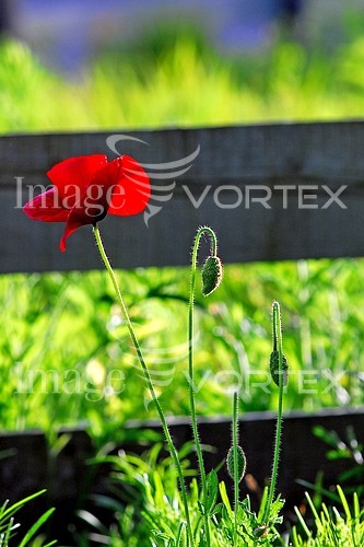 Flower royalty free stock image #215260370