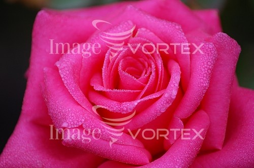 Flower royalty free stock image #215016261