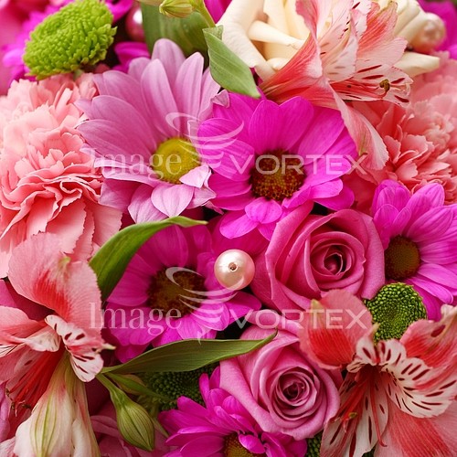 Flower royalty free stock image #216970019