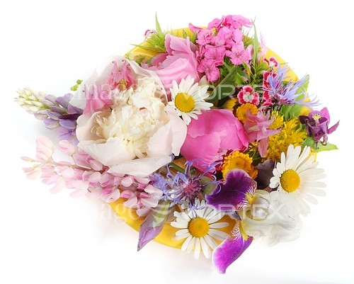 Flower royalty free stock image #216990276