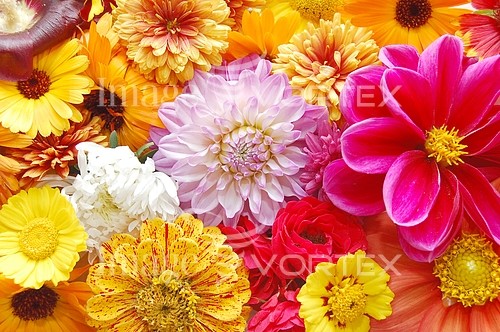 Flower royalty free stock image #216913069