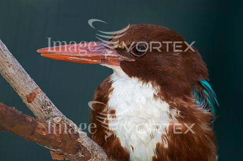 Bird royalty free stock image #216507414