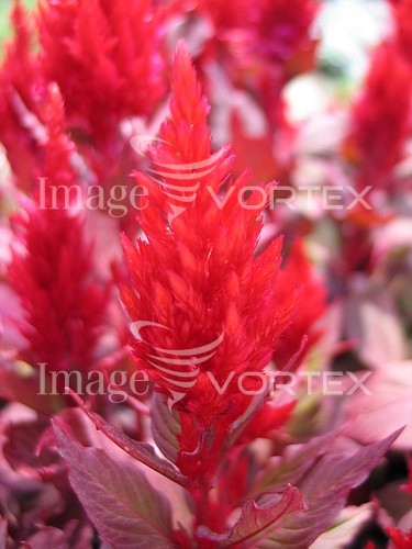 Flower royalty free stock image #216098706