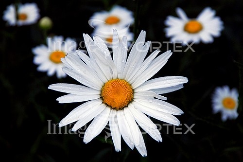 Flower royalty free stock image #217499788