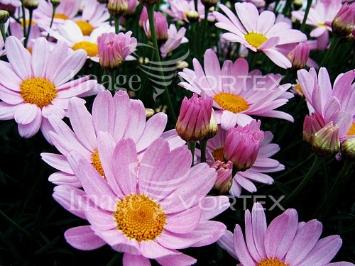 Flower royalty free stock image #217719920