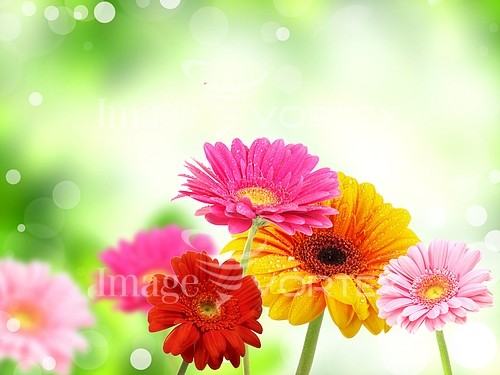 Flower royalty free stock image #217053801