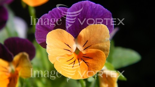 Flower royalty free stock image #217018638