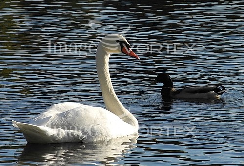 Animal / wildlife royalty free stock image #217201048