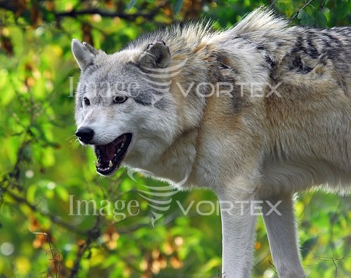 Animal / wildlife royalty free stock image #217614271