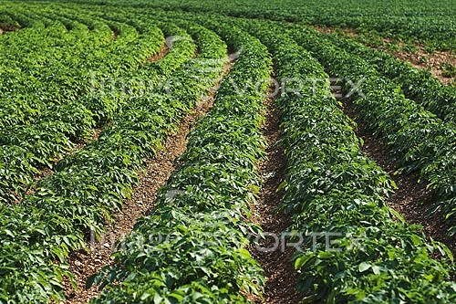 Industry / agriculture royalty free stock image #218330154