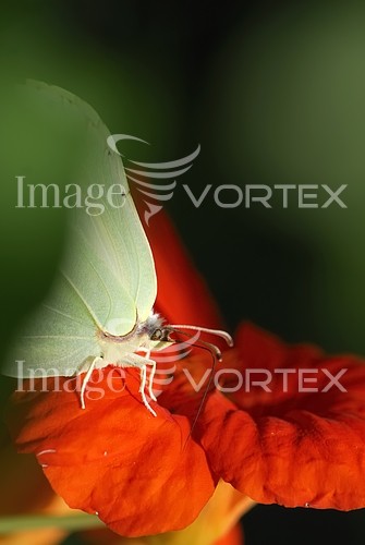 Insect / spider royalty free stock image #219872531