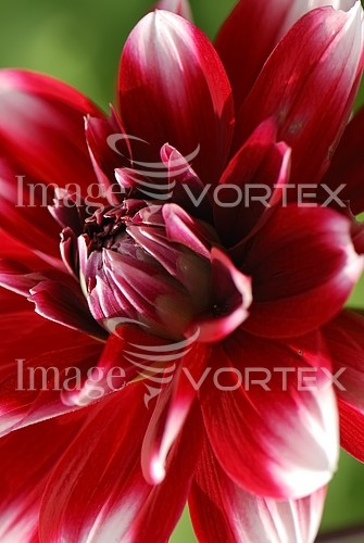 Flower royalty free stock image #219899766