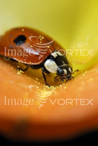 Insect / spider royalty free stock image #219614574