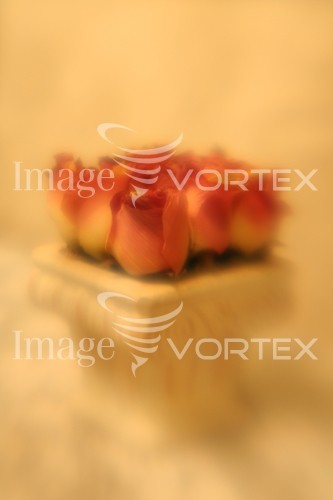 Flower royalty free stock image #221097728