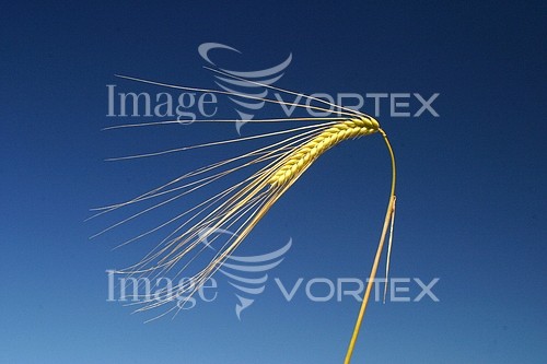 Industry / agriculture royalty free stock image #221942653