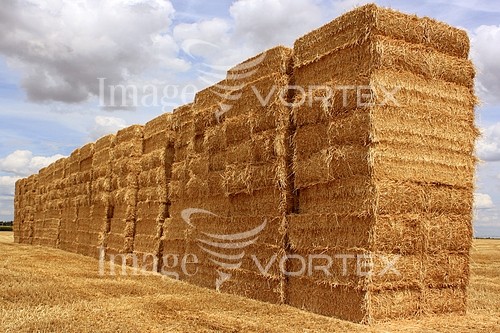 Industry / agriculture royalty free stock image #223895508