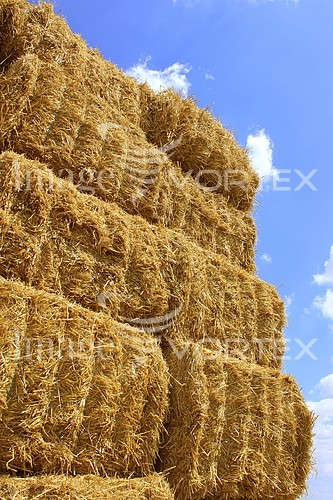 Industry / agriculture royalty free stock image #223967049