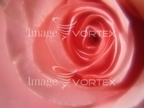 Flower royalty free stock image #225977280