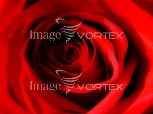 Flower royalty free stock image #225957378