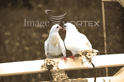 Bird royalty free stock image #226432446