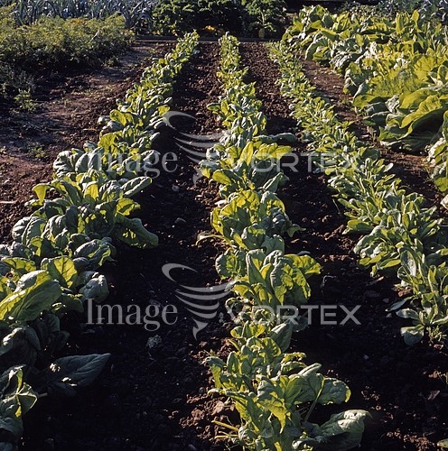 Industry / agriculture royalty free stock image #227270505