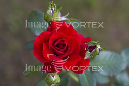 Flower royalty free stock image #227240992