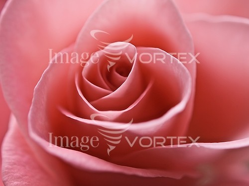 Flower royalty free stock image #230327840