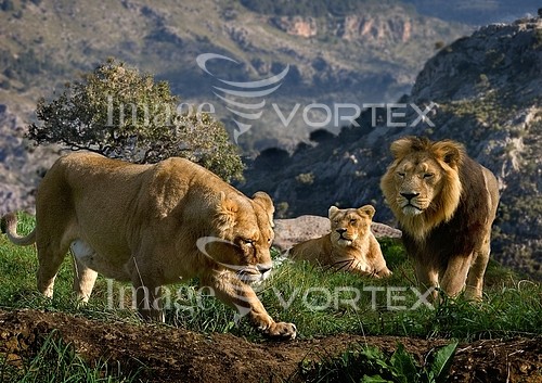 Animal / wildlife royalty free stock image #230507820