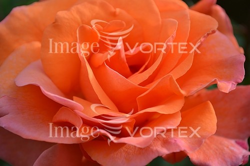 Flower royalty free stock image #232436240