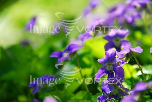 Flower royalty free stock image #232439499