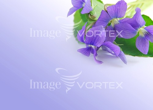 Flower royalty free stock image #232472214