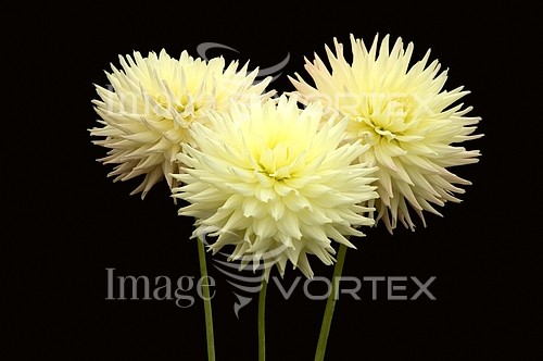 Flower royalty free stock image #235512058