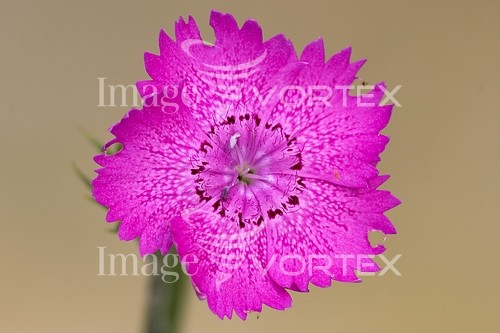 Flower royalty free stock image #235384448