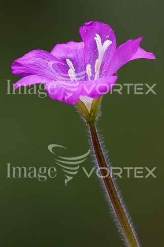 Flower royalty free stock image #235376525