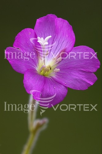 Flower royalty free stock image #235390107