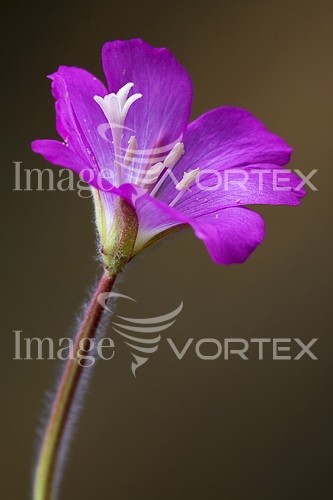 Flower royalty free stock image #235406036