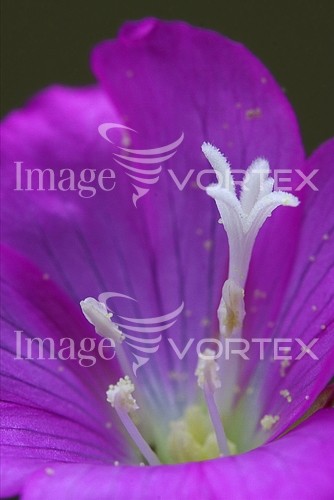 Flower royalty free stock image #235421757