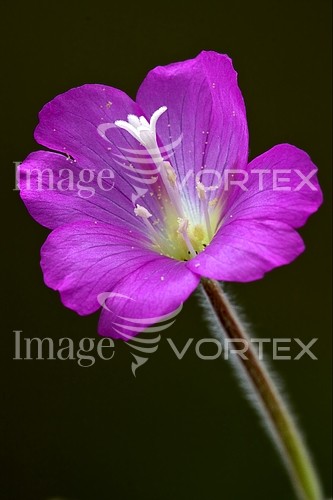 Flower royalty free stock image #235444706