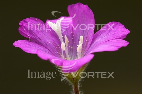 Flower royalty free stock image #235456415