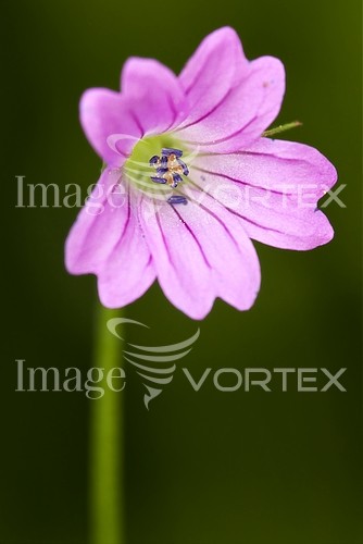 Flower royalty free stock image #235469495